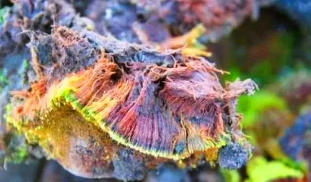 Scientists from Punjab University discover new plant species in Antarctica