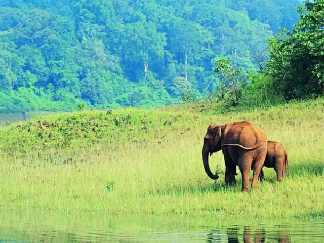 Assam Declares Dehing Patkai As Its Seventh National Park 5734