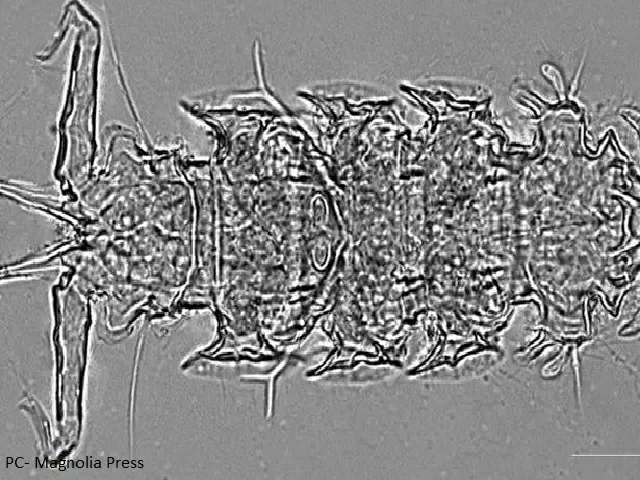 Stygarctus Keralensi