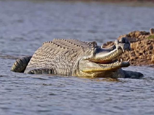 Reptile freshwater Ghadials