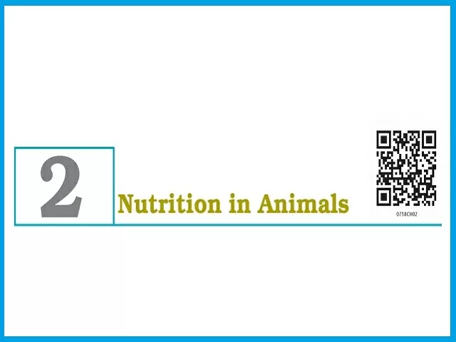 Nutrition in Animals - Chapter 2: Class 7 Science NCERT Book 