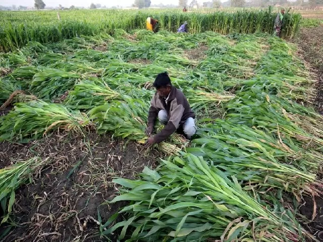App for farmers in India