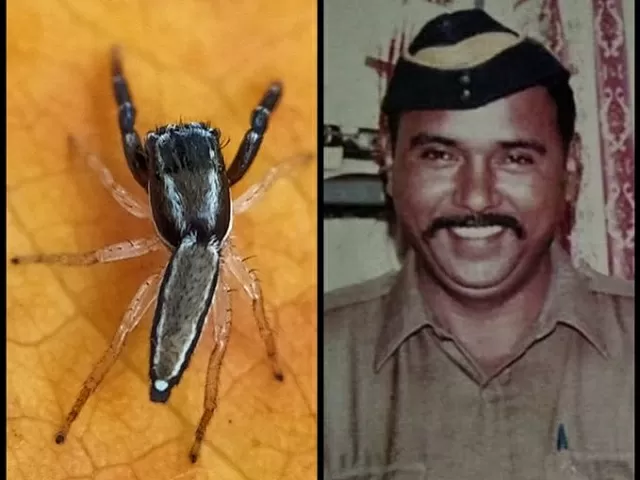 Icius tukarami: New spider species named after 26/11 martyr Tukaram Omble, Source: ANI