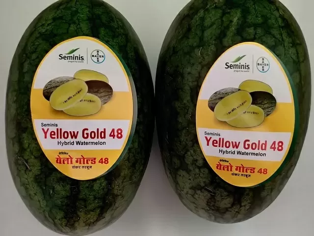 Yellow Gold 48 Watermelon