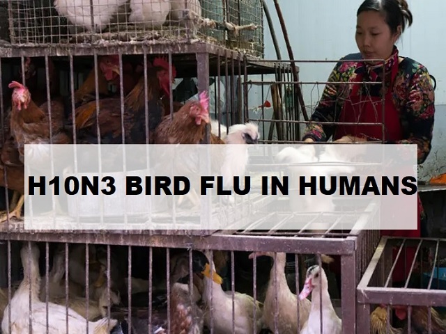 Bird flu h10n3 Bird Flu