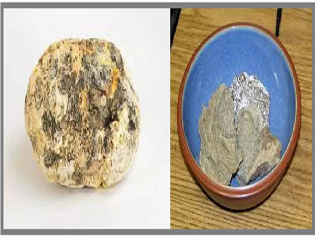 hindi-what-is-whale-vomit-and-why-ambergris-so-expensive