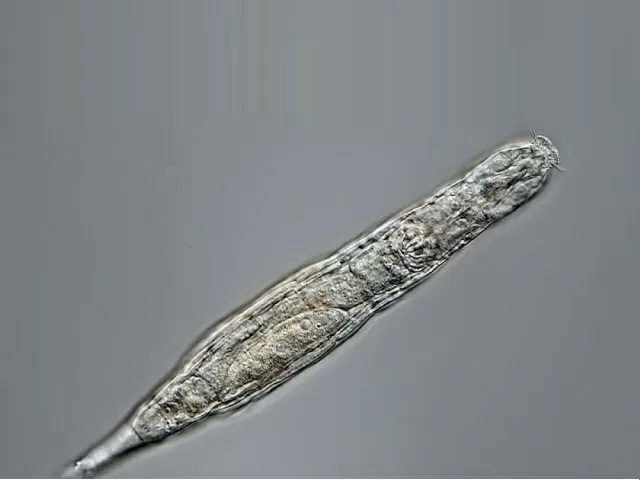 Rotifer survives 24,000 years in Siberian permafrost