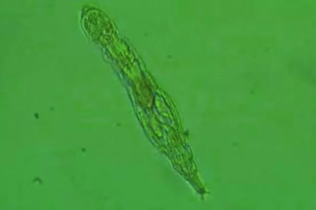 Micro-animal survives 24,000 years in Siberian permafrost