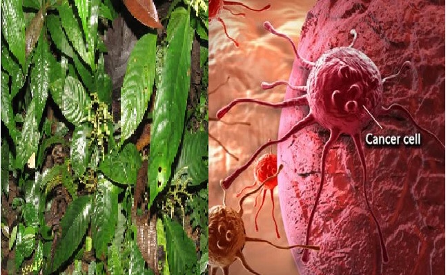 All about new plant species with potential anti-cancer properties found in Assam 