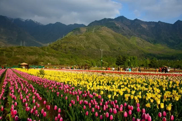 Asia's Lagrest Tulip Garden in Srinagar set to open for general public, tourists from today in Hindi