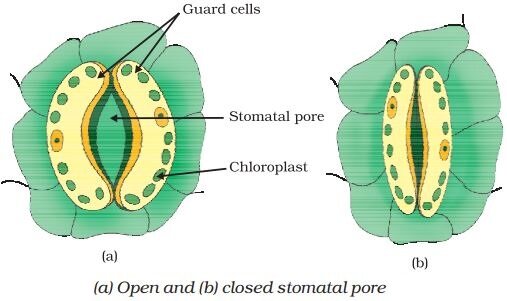 CBSE Class 10 Science Revision Notes - Chapter 6 Life Processes (Based ...