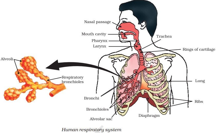 CBSE Class 10 Science Revision Notes Chapter 6 Life Processes (Based