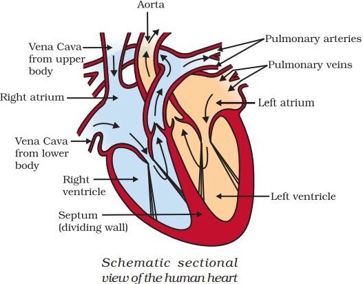 CBSE Class 10 Science Revision Notes - Chapter 6 Life Processes (Based ...