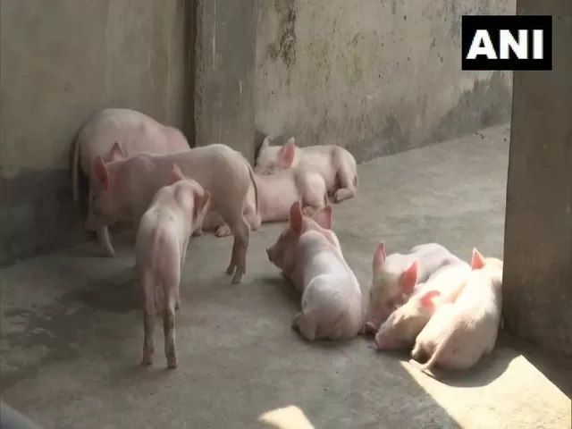 African Swine Fever, Source: AFP