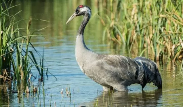 Common Crane returns to Ireland after more than 300 years; Why is it significant? 