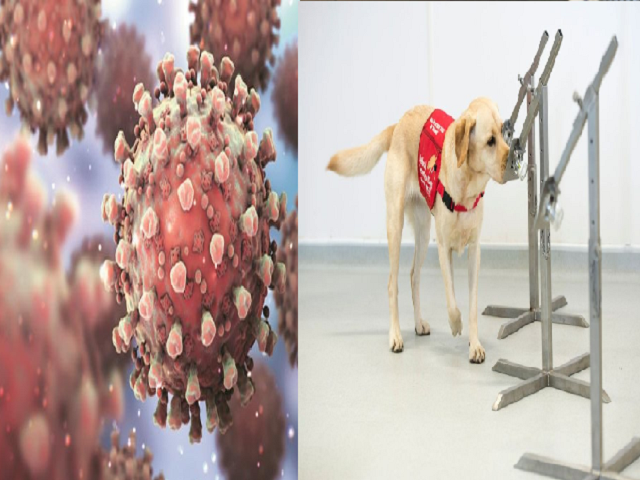 Can trained dogs detect COVID-19 infection?