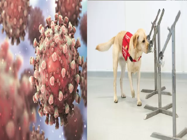 Can trained dogs detect COVID-19 infection?