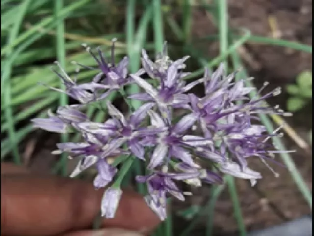 Allium Negianum