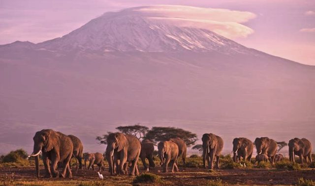 Climate Change Phenomenon: Africa’s Rare Glaciers will disappear soon