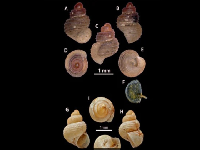 New snail species discovered