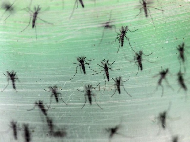 Zika Virus in UP: 30 more tests positive for virus in Kanpur, total number rises to 66