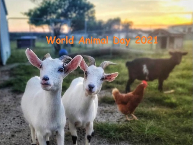World Animal day 2021