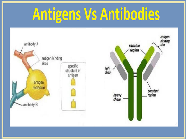 Antigens Vs Antibodies
