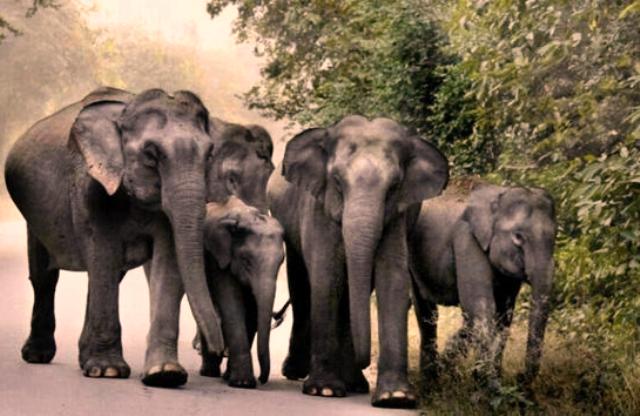 Odisha Government’s initiatives to prevent Elephant electrocution in the State
