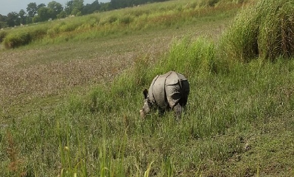 Rhinos in Dudhwa