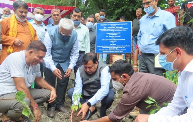 Himachal Pradesh becomes first Indian state to begin organised cultivation of Cinnamon