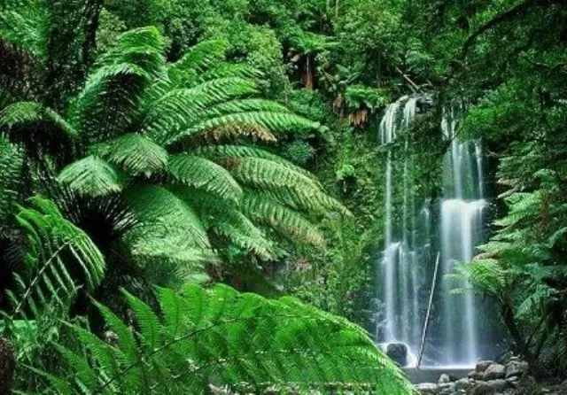 Indian Govt proposes changes to Forest Conservation Act