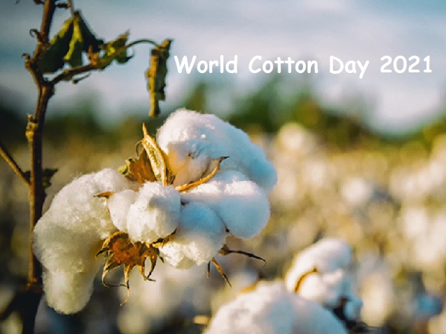 world cotton day history essay