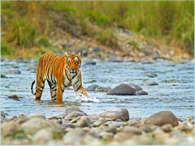 Jim Corbett National Park may be renamed Ramganga National Park: All ...