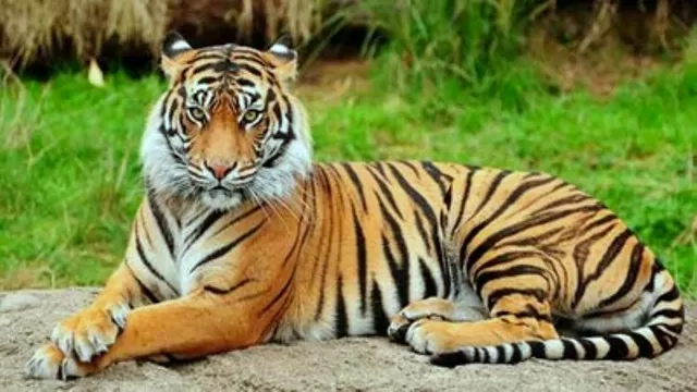 New Tiger Reserve in Chhattisgarh