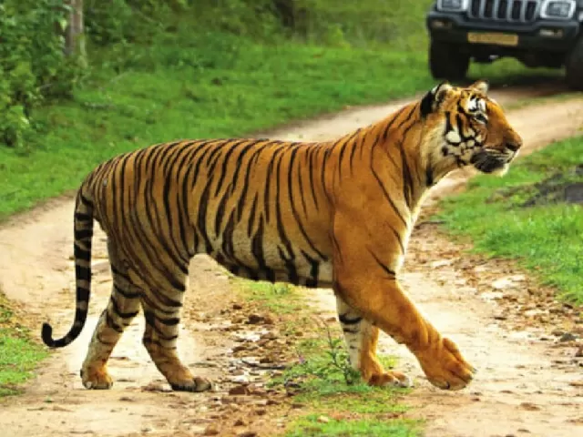 Tiger Reserve