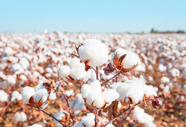World Cotton Day 2021: History, significance and theme