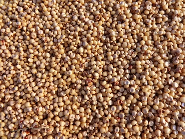 Chhattisgarh launches Millet Mission