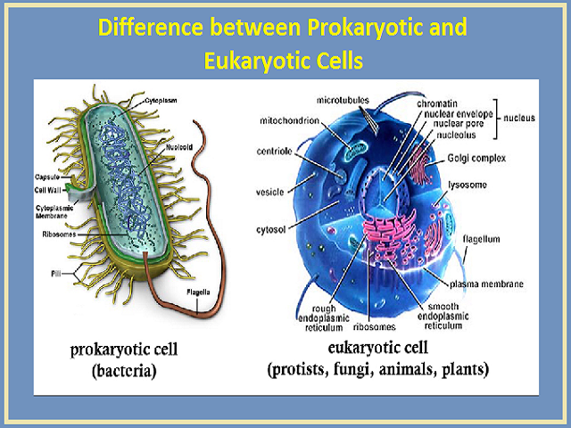 What is the difference between Prokaryotic and Eukaryotic Cells?
