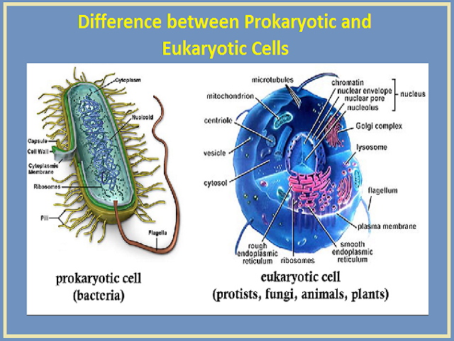 eukaryotic plant cell under microscope