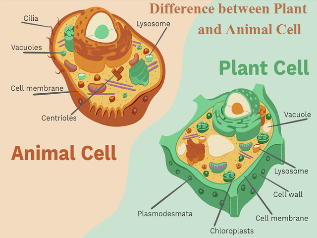 Difference between Animal and Plant Cells