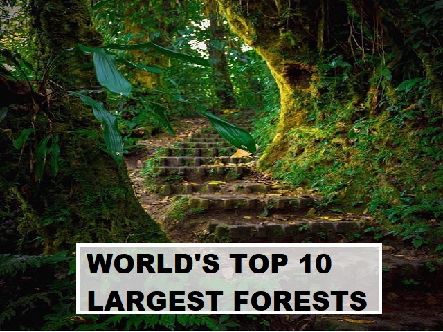 The World's Top 10 Biggest Rainforests