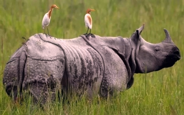 World Rhino Day 2021: Assam to burn 2,479 Rhino Horns