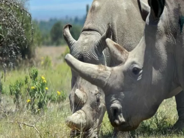 One-horn rhino, Source: AFP