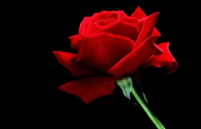 World Rose Day 2021: why the day is Significant for cancer patients