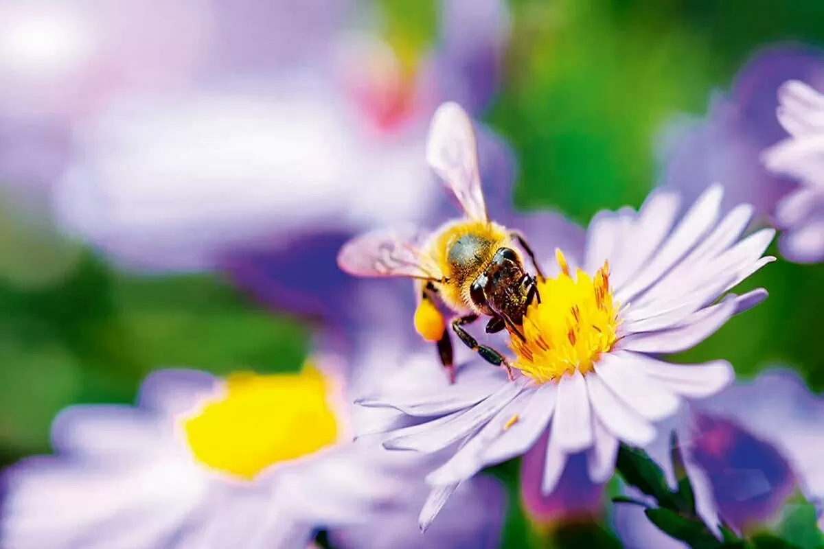 Pollen calendar
