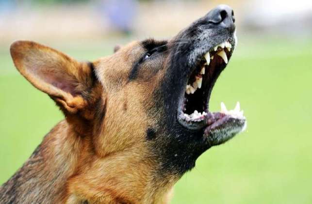 World Rabies Day 2021: Why is it observed on Sept 28