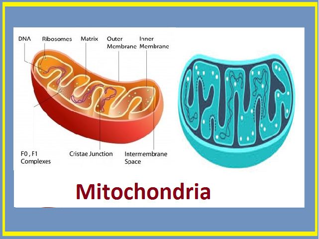 Why are mitochondria known as the powerhouse of the cell?