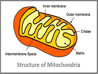 Why are mitochondria known as the powerhouse of the cell?