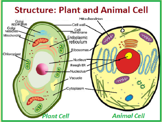 What is the structure of Plant and Animal Cells?
