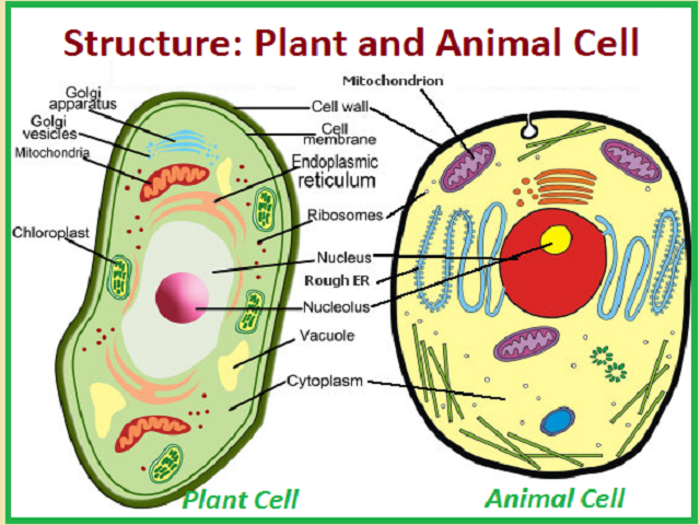 plant cell and animal cell structure and function